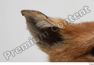 Fox  2 ear 0001.jpg